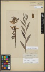 Foto von Salix alba subsp. vitellina (L.) Arcang.